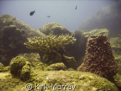 Good Visability, taken with dc500, with urpro filter by Kirk Murray 